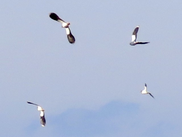 Northern Lapwing - ML618607352