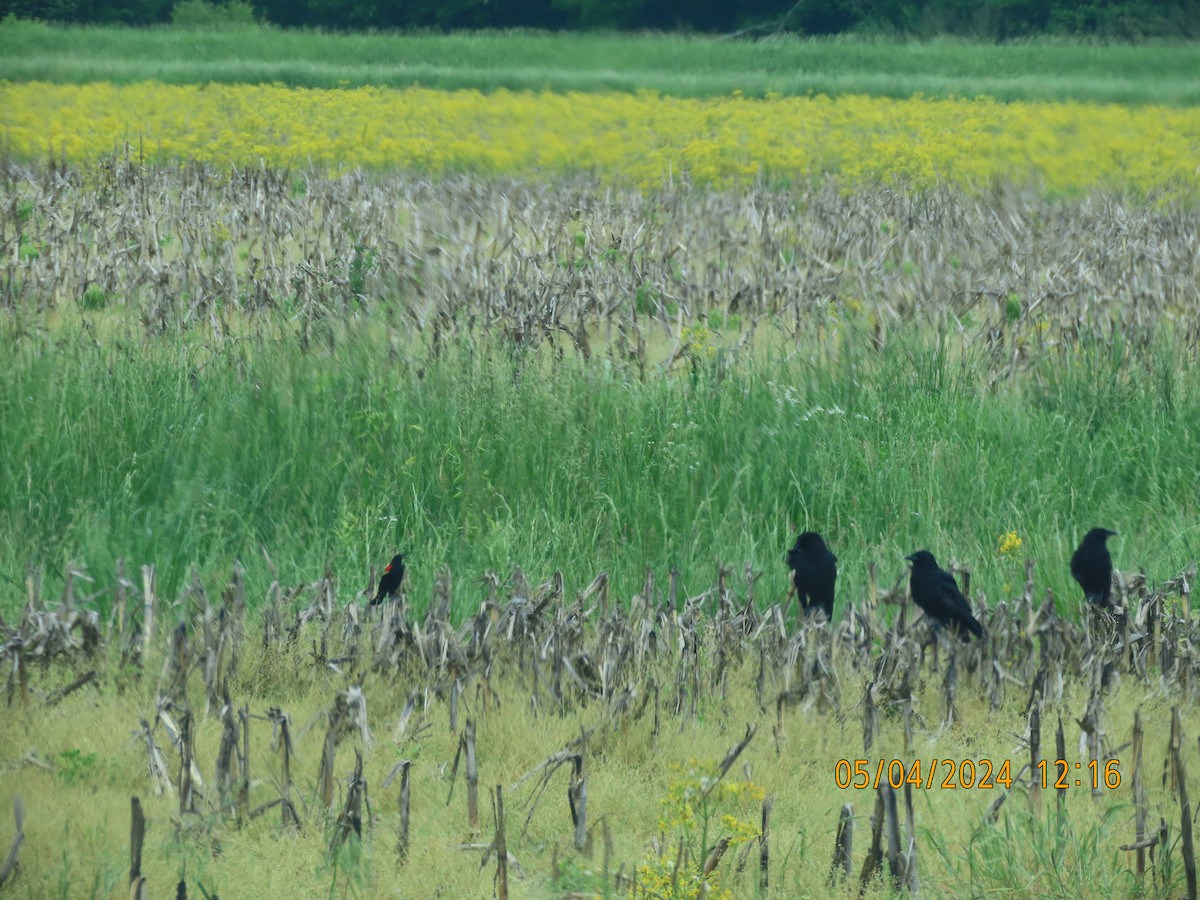 Red-winged Blackbird - Leon Book