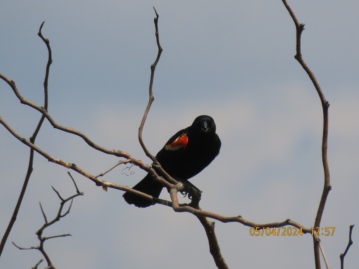 Red-winged Blackbird - Leon Book