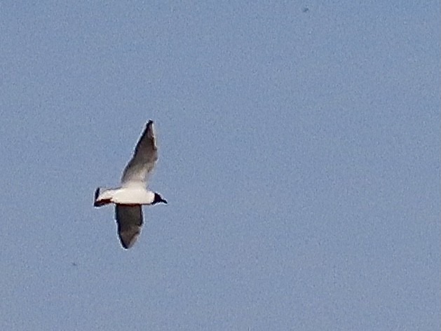 Black-headed Gull - ML618607368