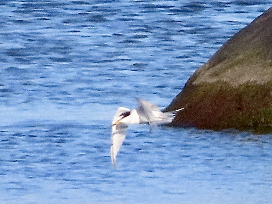 Little Tern - ML618607383