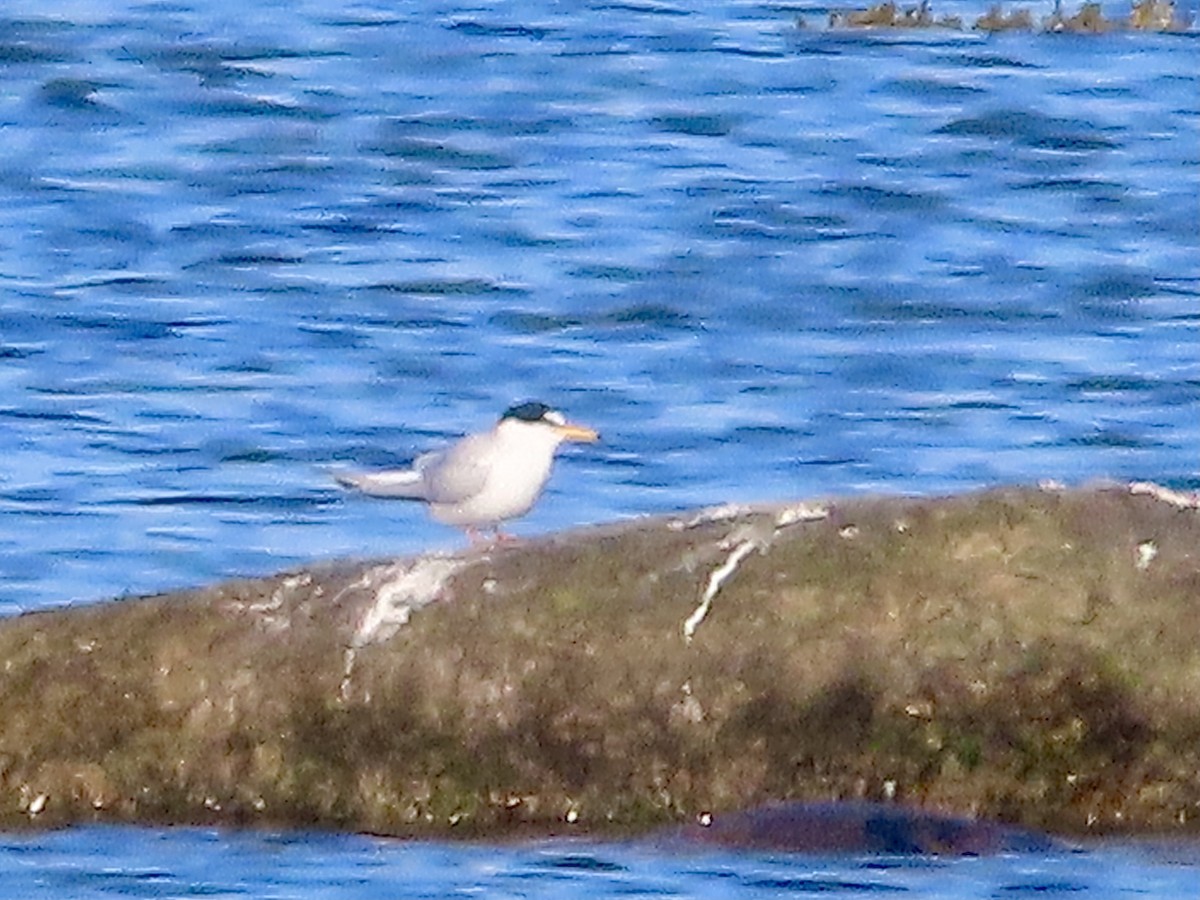 Little Tern - ML618607384