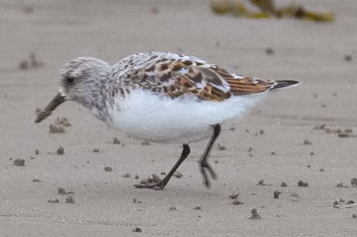 Sanderling - Bruce Kerr