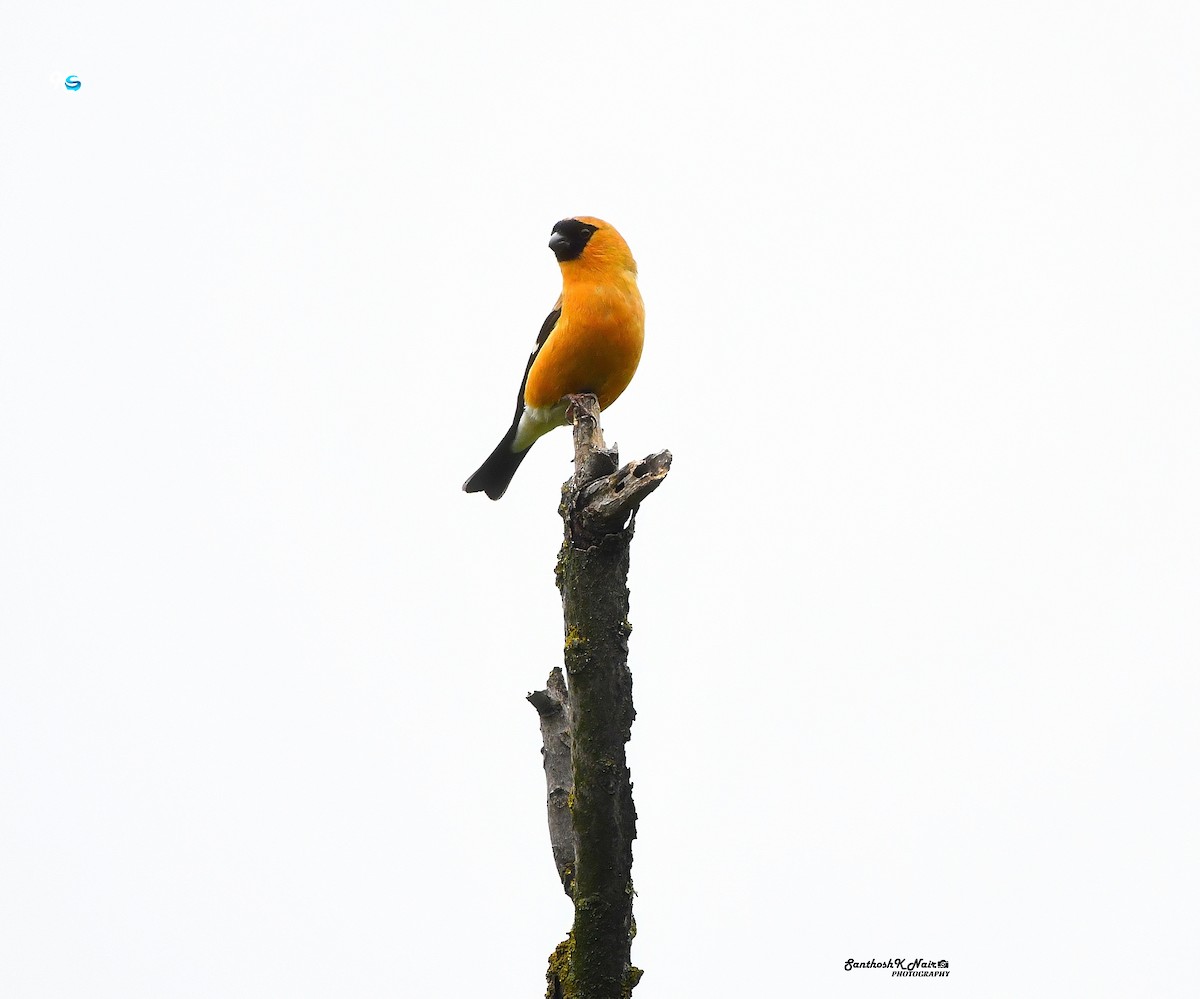 Orange Bullfinch - Santhosh K