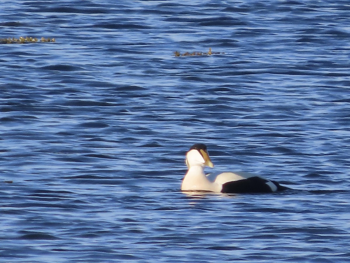 Common Eider - ML618607422