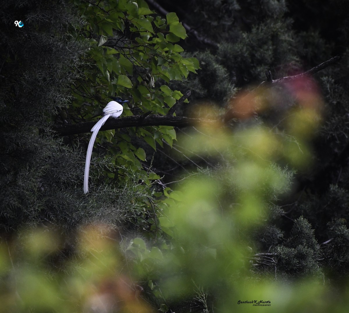 Indian Paradise-Flycatcher - ML618607428