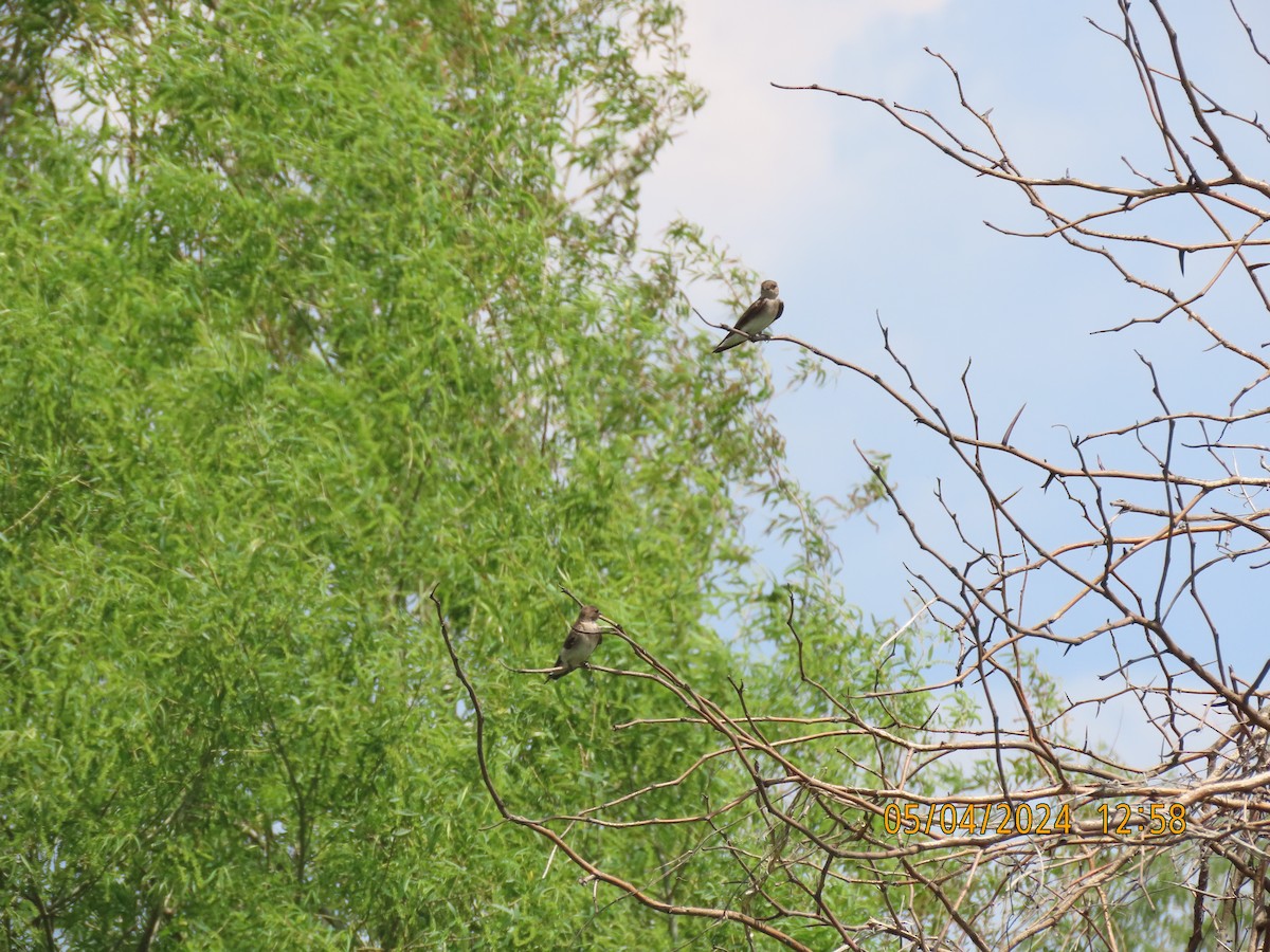 Northern Rough-winged Swallow - Leon Book