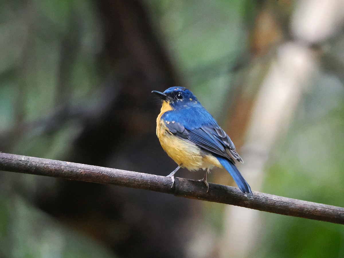 Dayak Blue Flycatcher - ML618607451