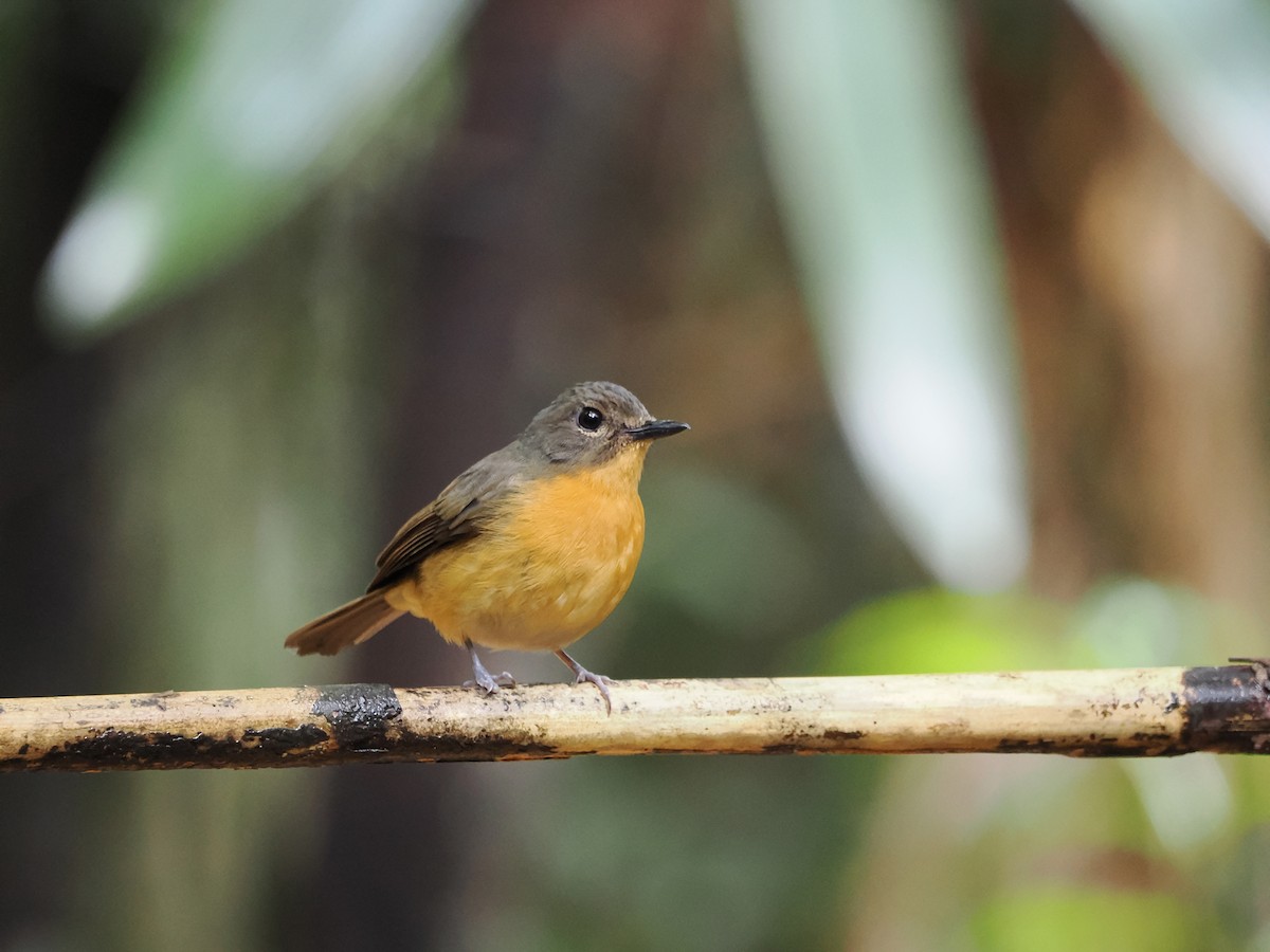 Dayak Blue Flycatcher - ML618607455