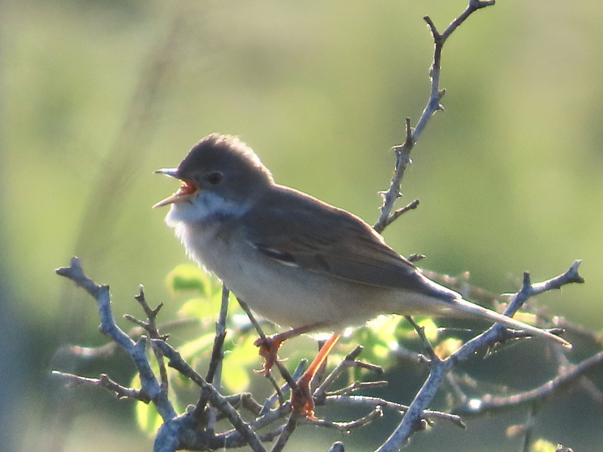 Greater Whitethroat - ML618607464