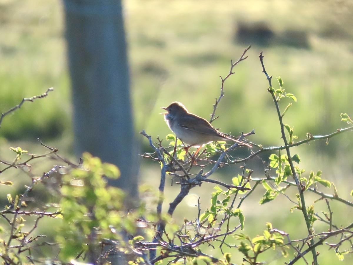 Greater Whitethroat - ML618607465