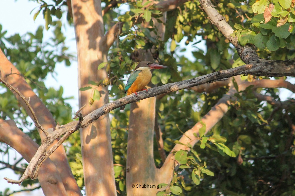 Stork-billed Kingfisher - Shubham Giri