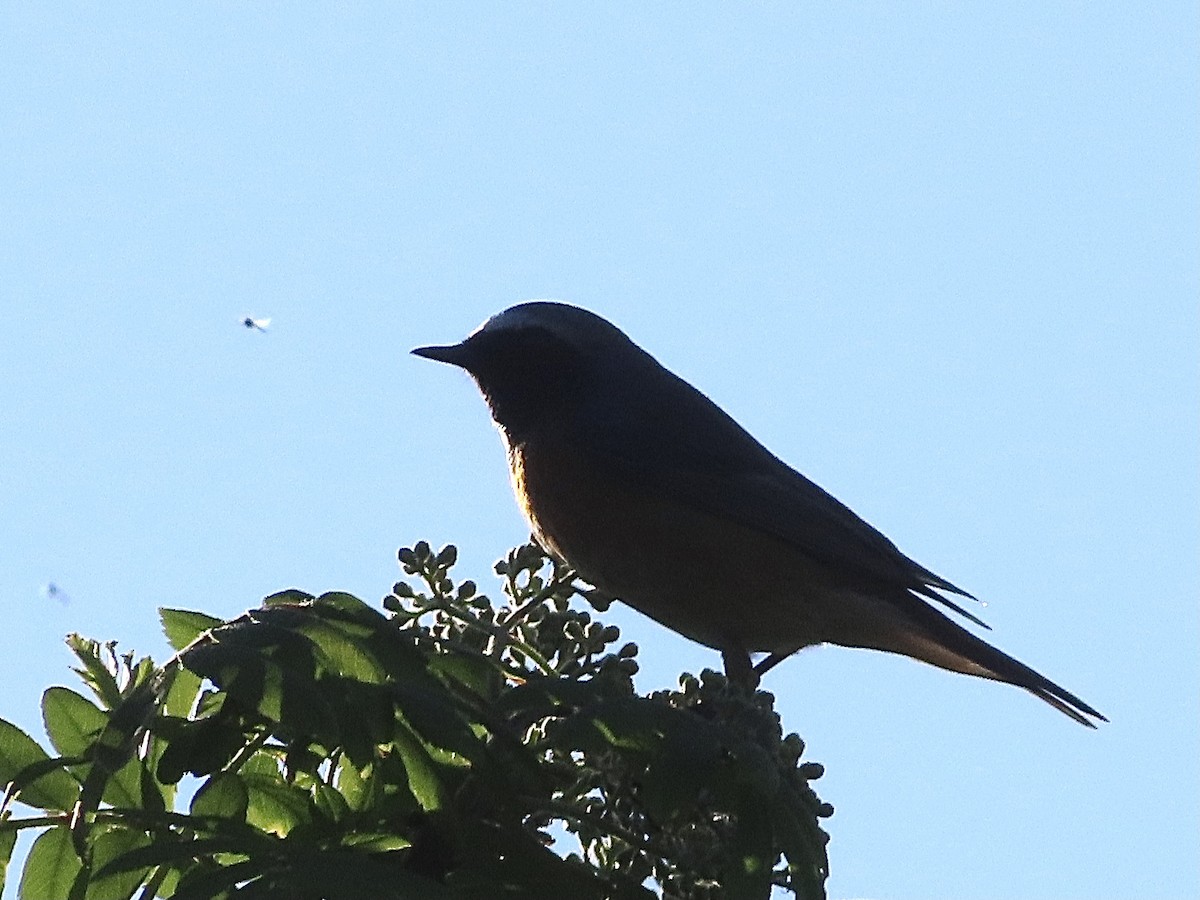 Common Redstart - christopher stuart elmer