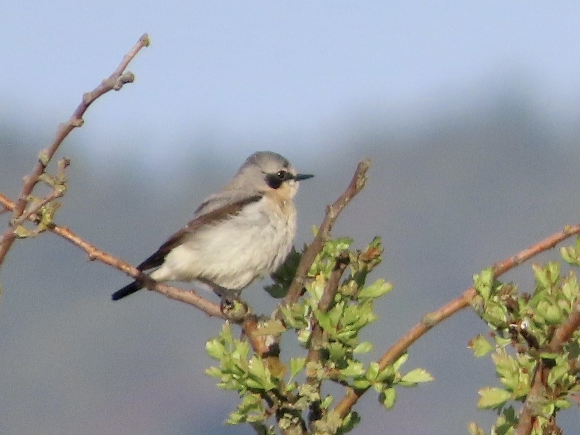 Northern Wheatear - ML618607485