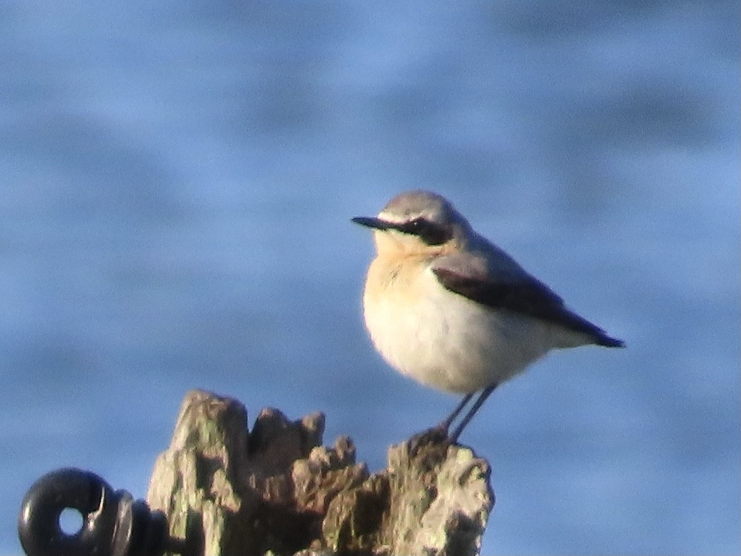 Northern Wheatear - ML618607487