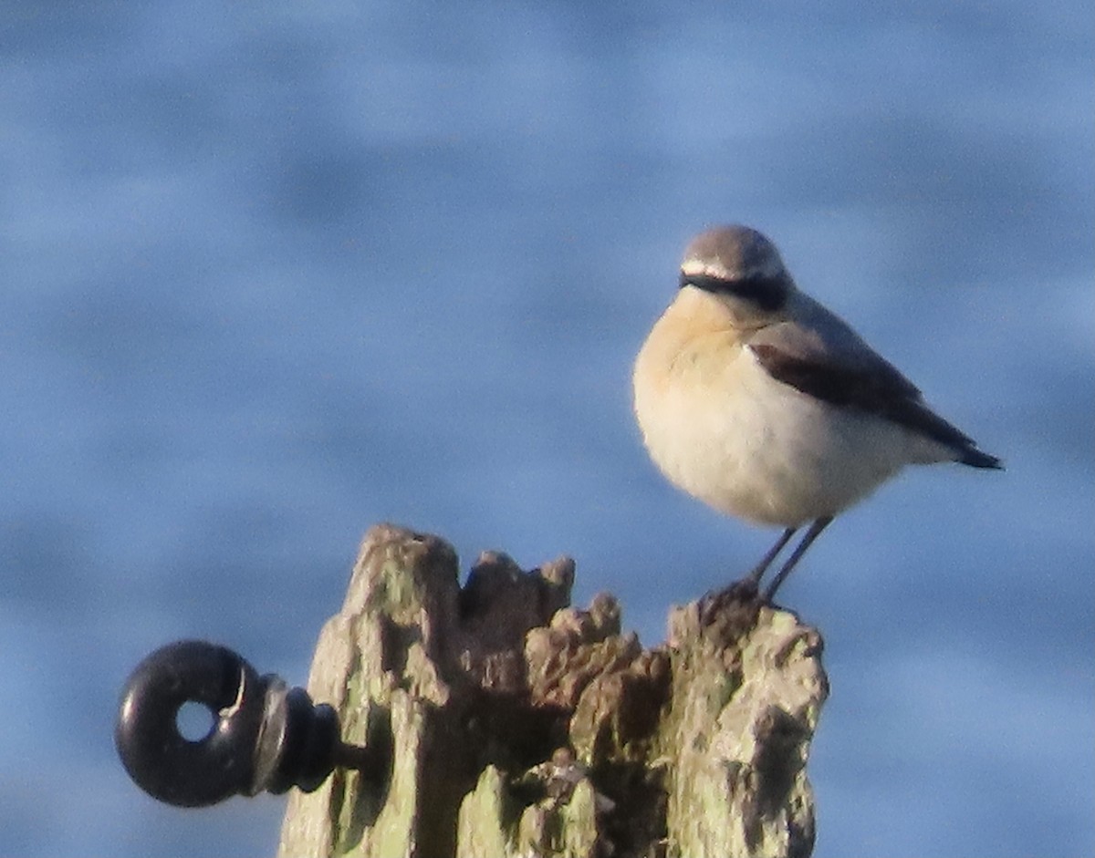 Northern Wheatear - christopher stuart elmer