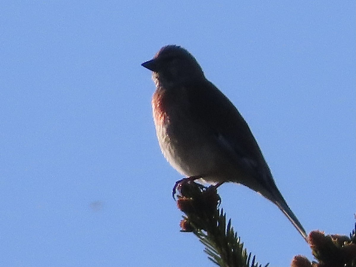 Eurasian Linnet - ML618607494