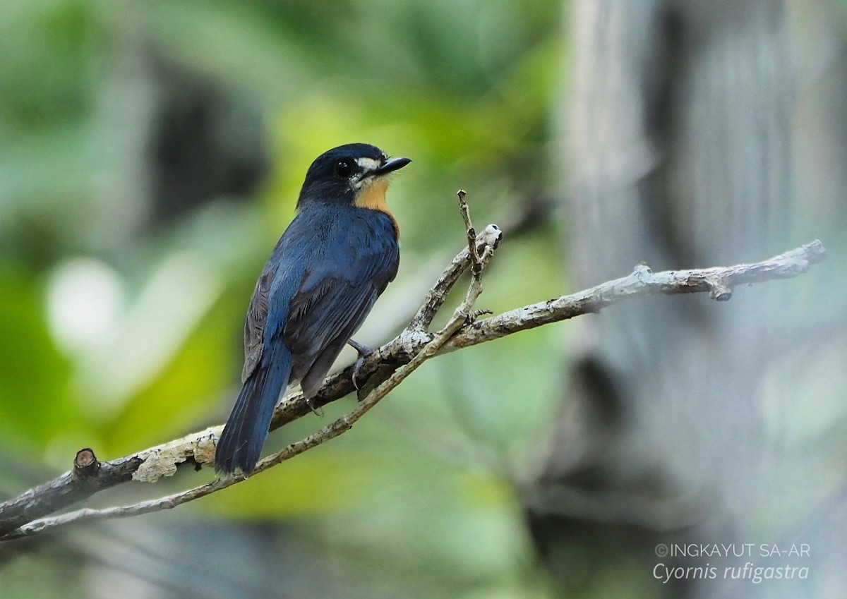 Mangrove Blue Flycatcher - Ingkayut Sa-ar