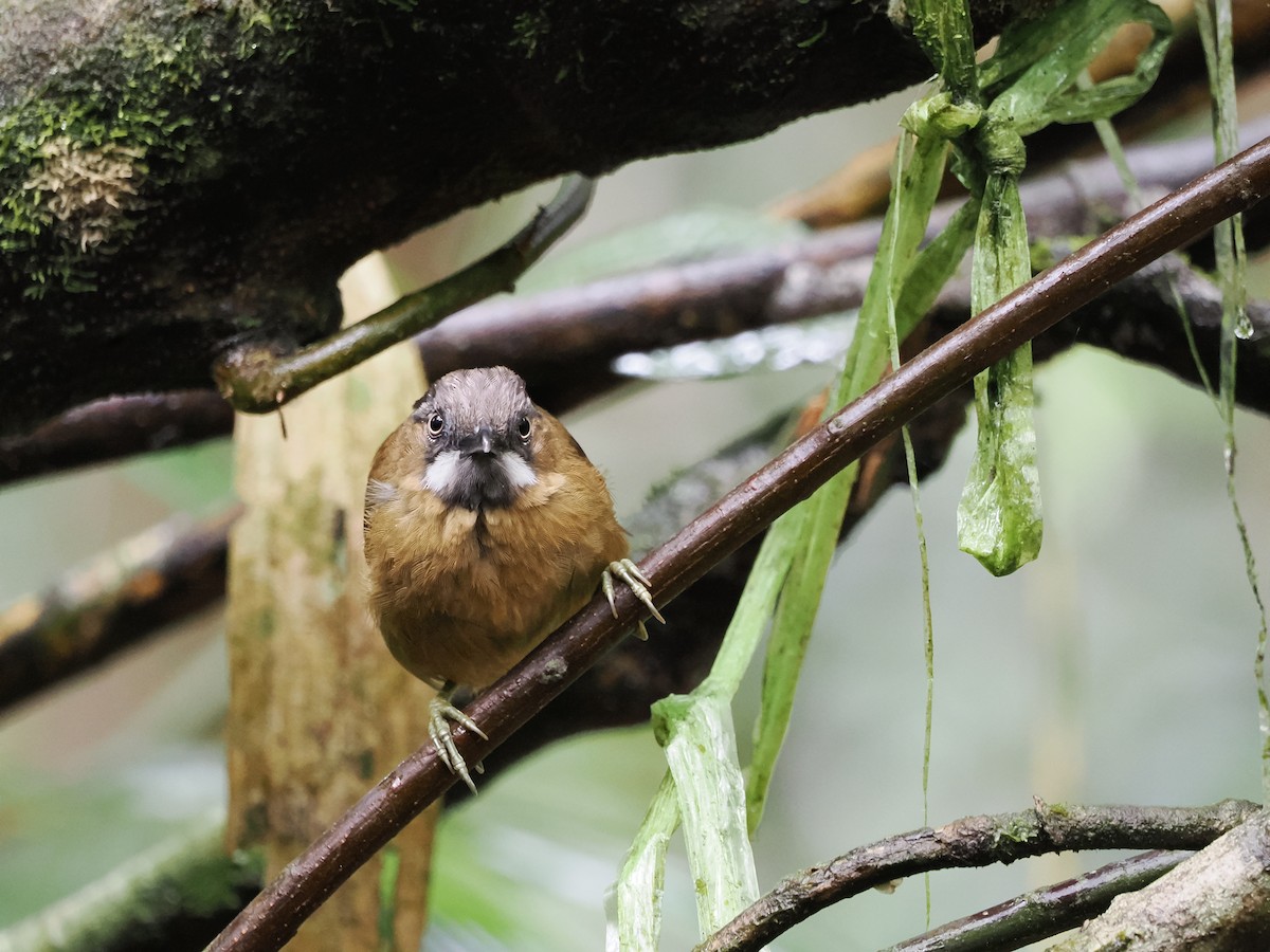 Gray-throated Babbler - Kuan Chih Yu