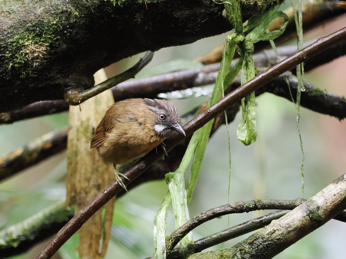 Gray-throated Babbler - Kuan Chih Yu