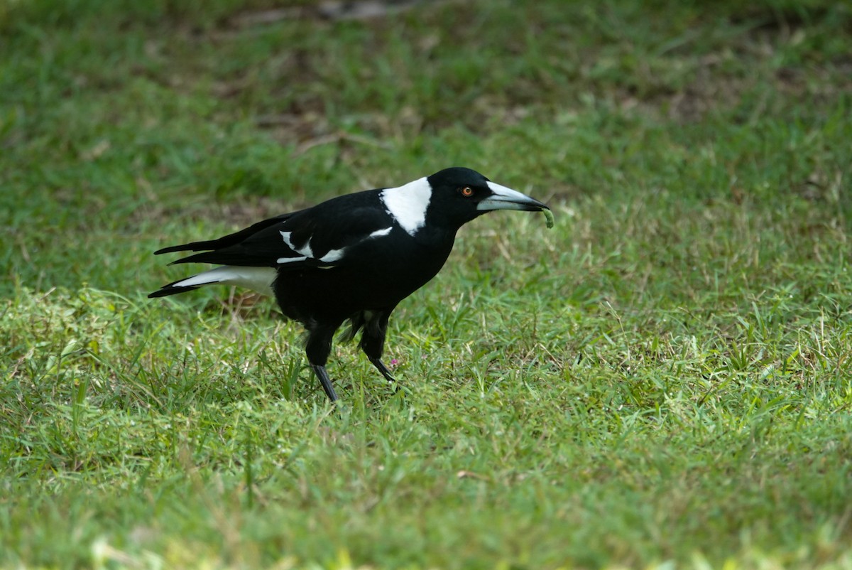 Australian Magpie - ML618607519