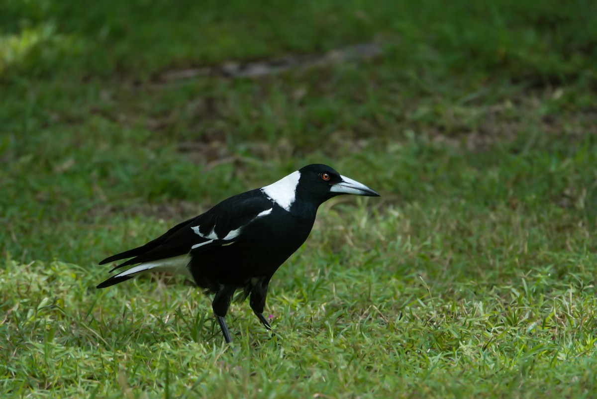 Australian Magpie - ML618607520