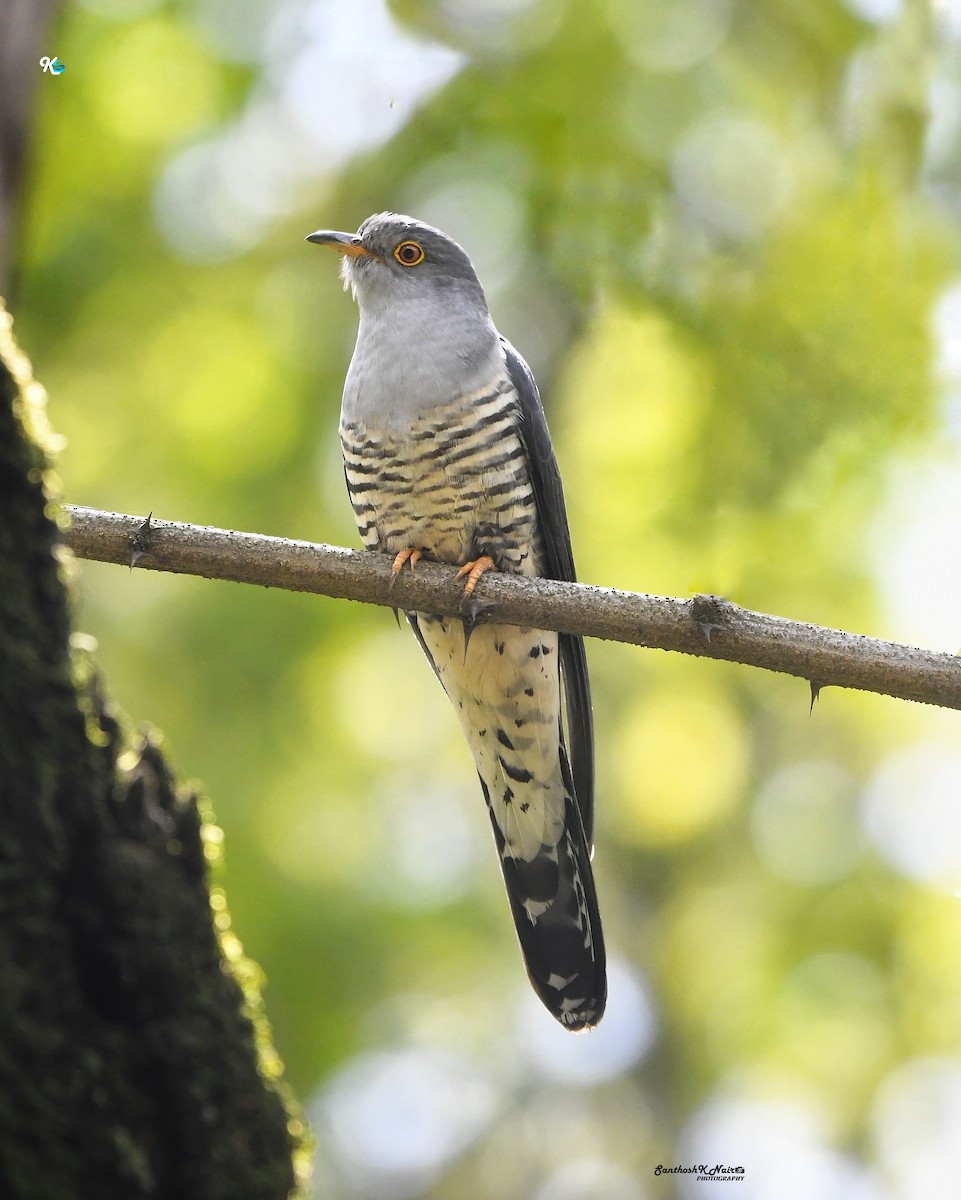 Common Cuckoo - ML618607522