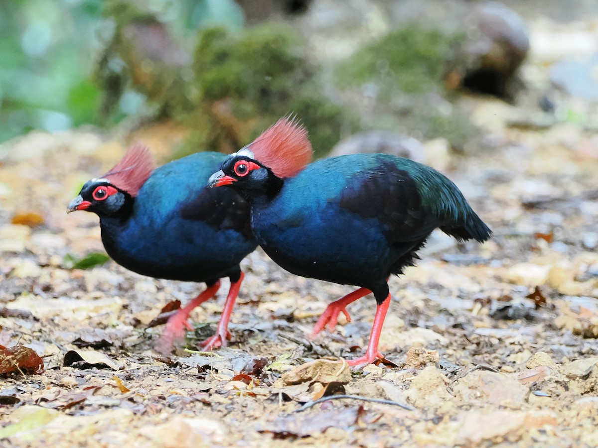 Crested Partridge - Kuan Chih Yu