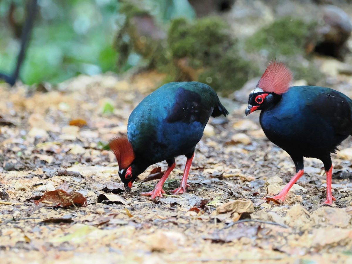 Crested Partridge - Kuan Chih Yu