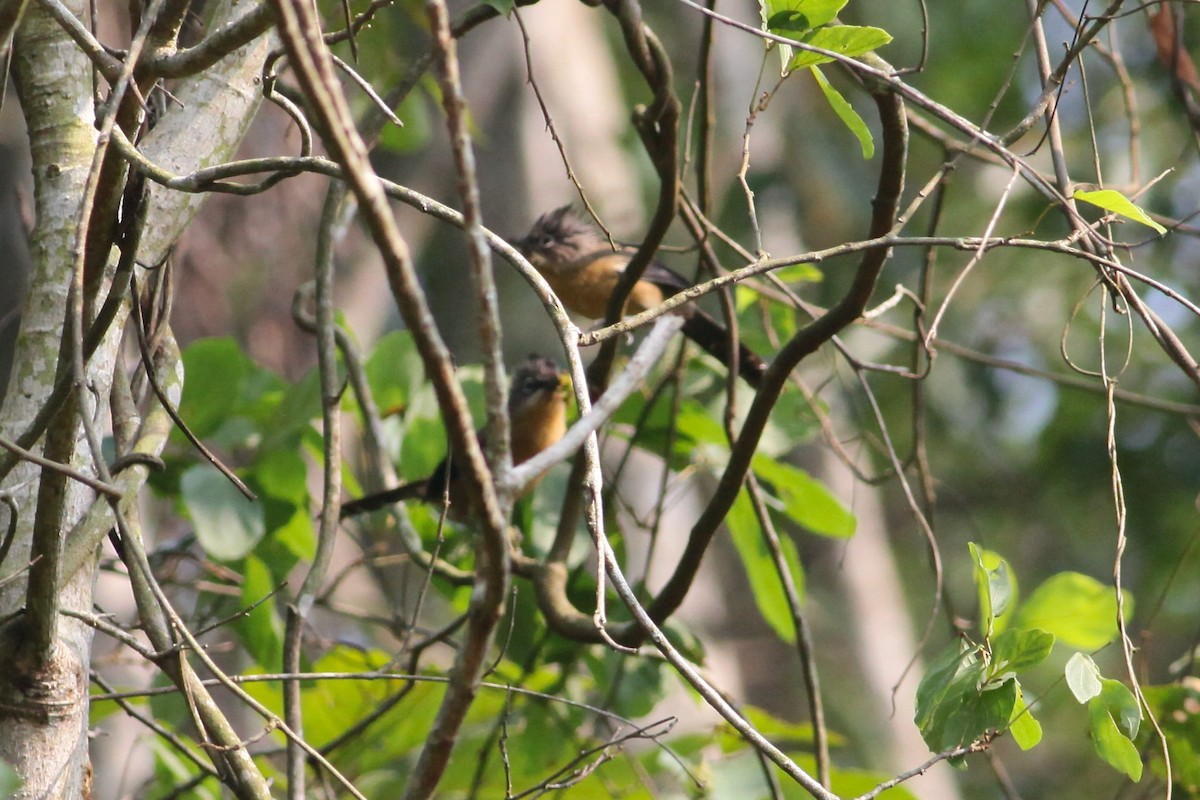 Black-crowned Barwing - ML618607576