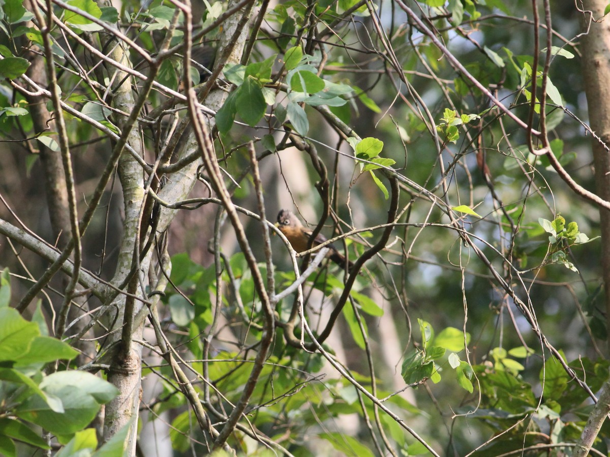 Black-crowned Barwing - Joost Foppes