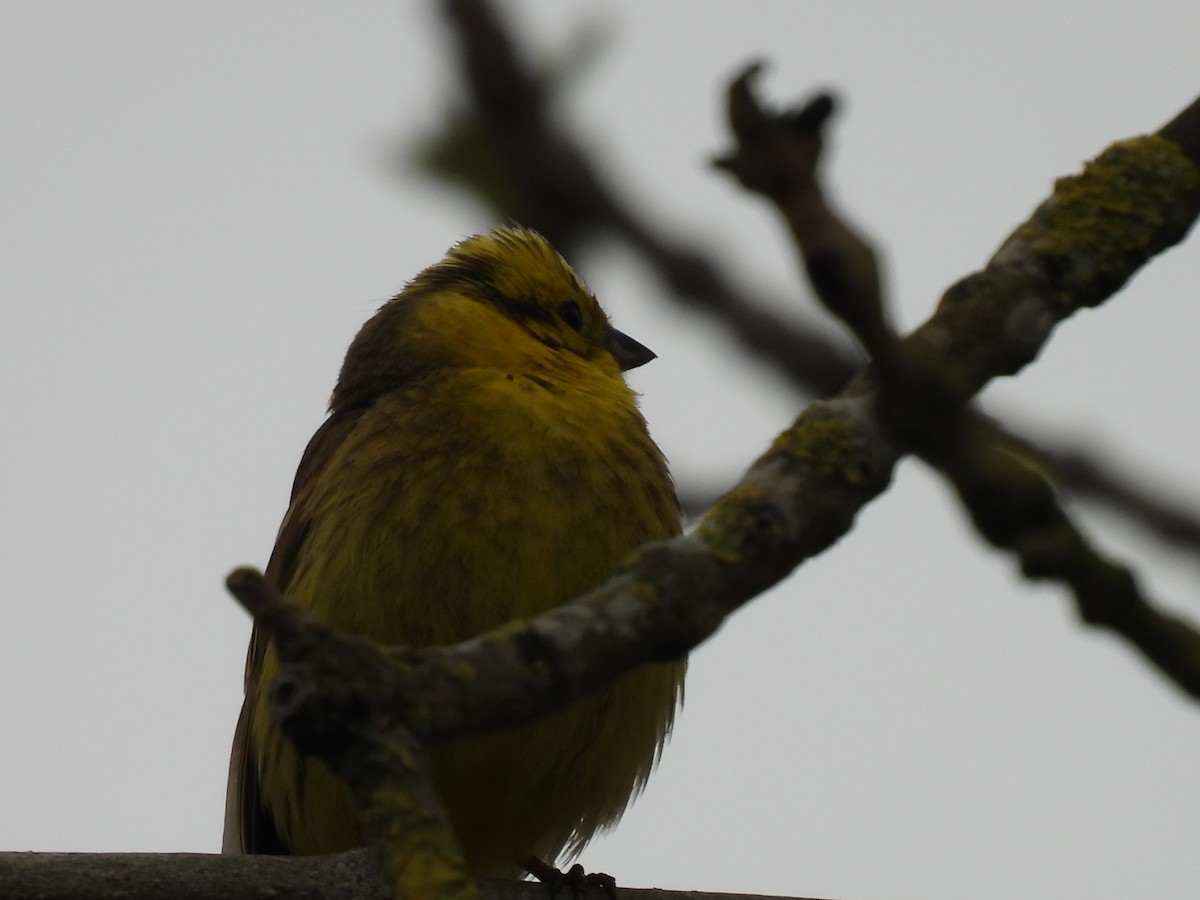 Yellowhammer - George Watola