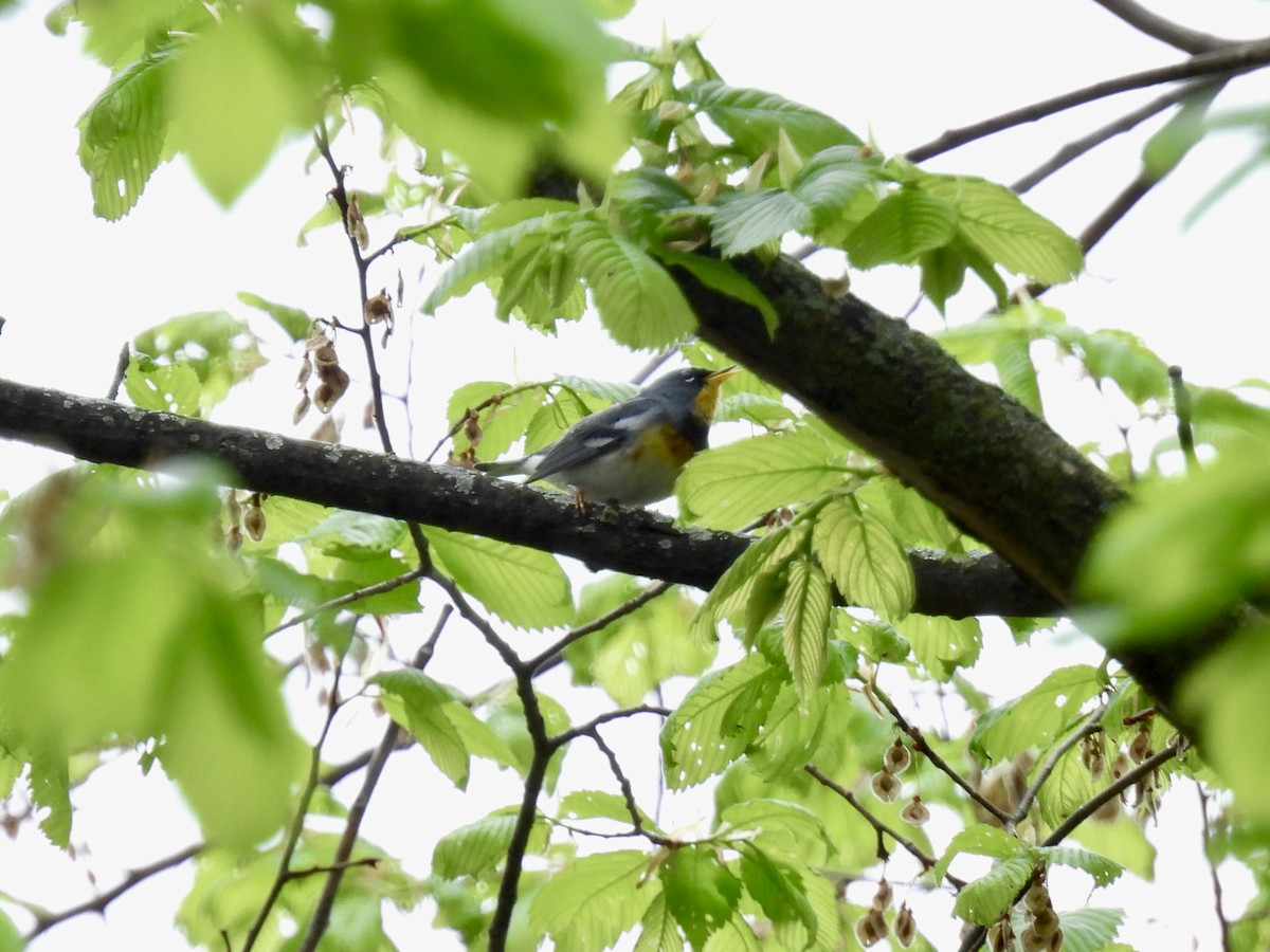 Northern Parula - ML618607615