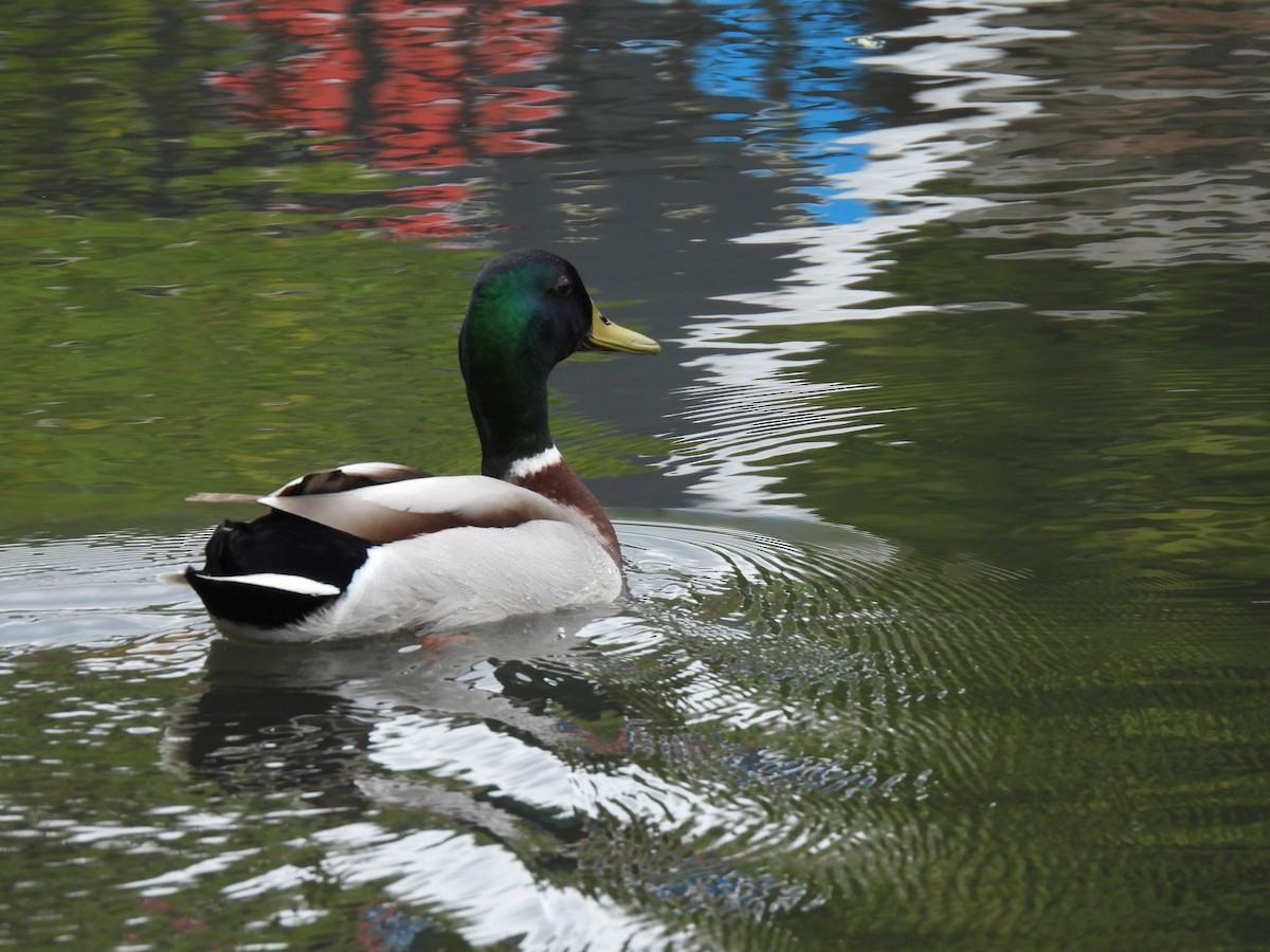 Mallard - George Watola