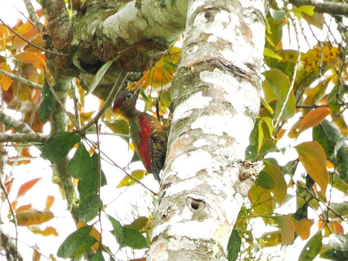 Crimson-winged Woodpecker - Kuan Chih Yu