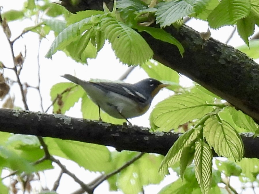 Northern Parula - ML618607648