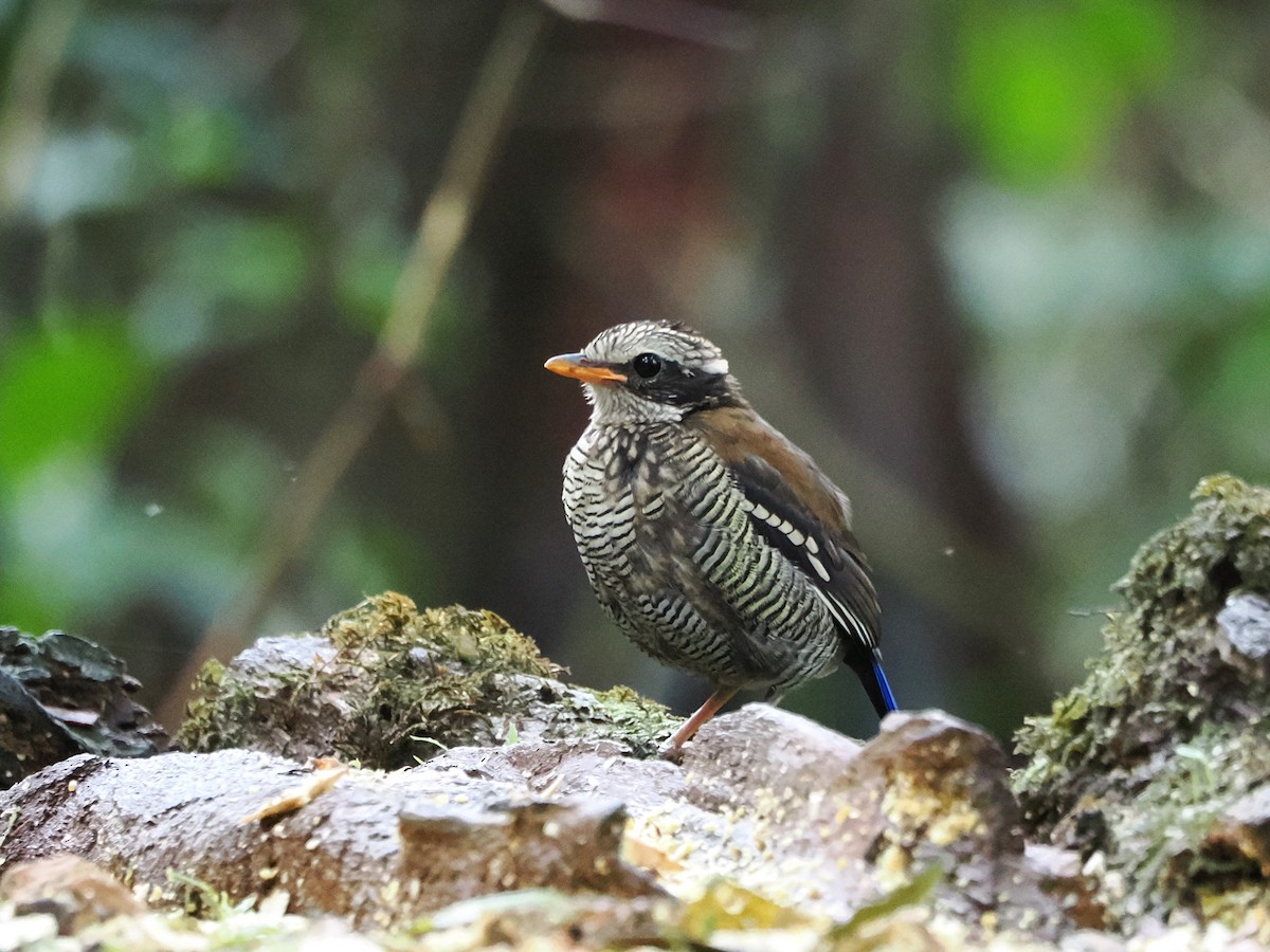 Pita Barrada de Borneo - ML618607665