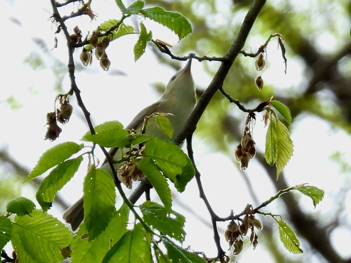Warbling Vireo - ML618607687
