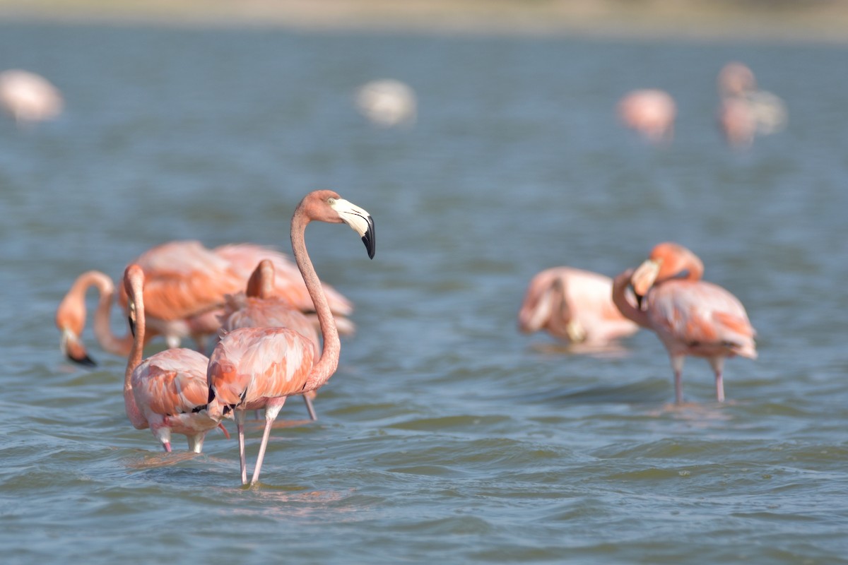 American Flamingo - ML618607727