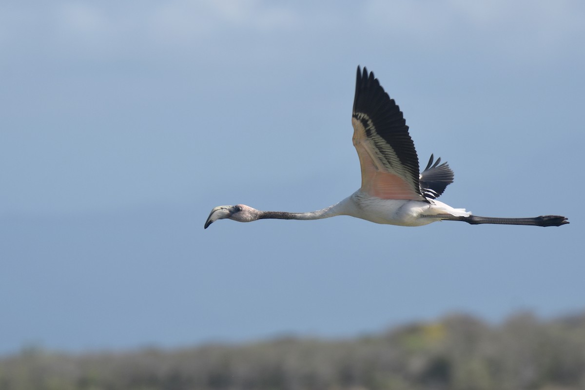 American Flamingo - ML618607728