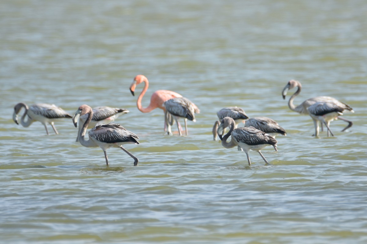 American Flamingo - ML618607729