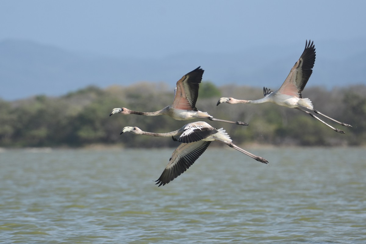 American Flamingo - ML618607730