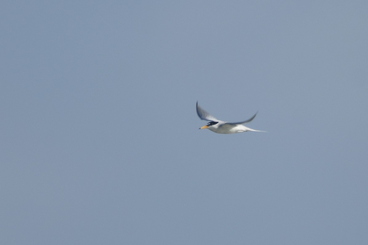 Least Tern - ML618607742