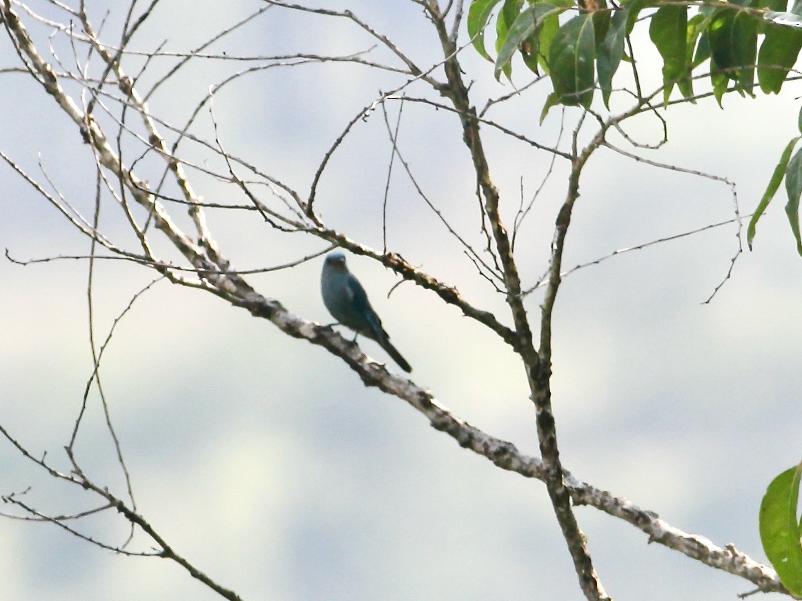 Verditer Flycatcher - ML618607744