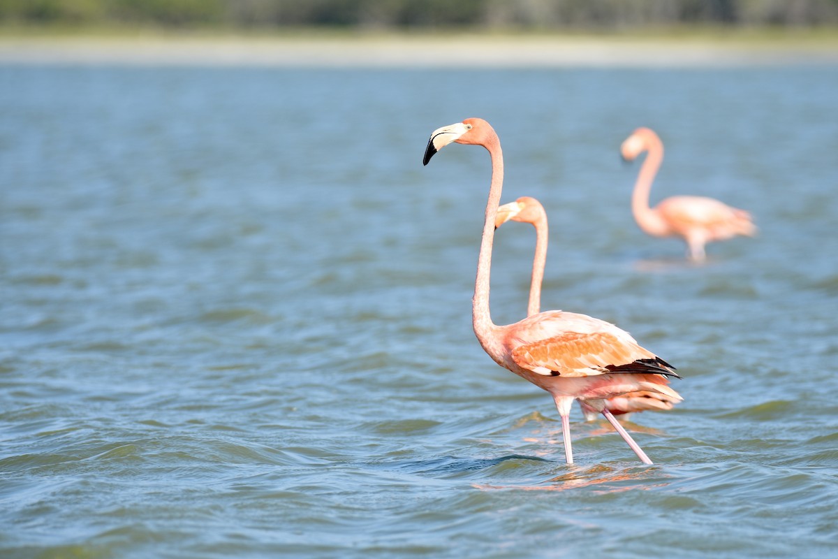 Flamant des Caraïbes - ML618607748