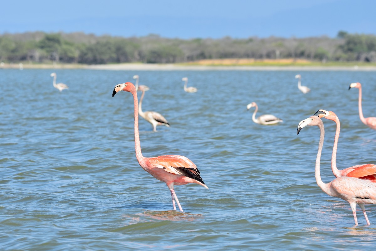 American Flamingo - ML618607749