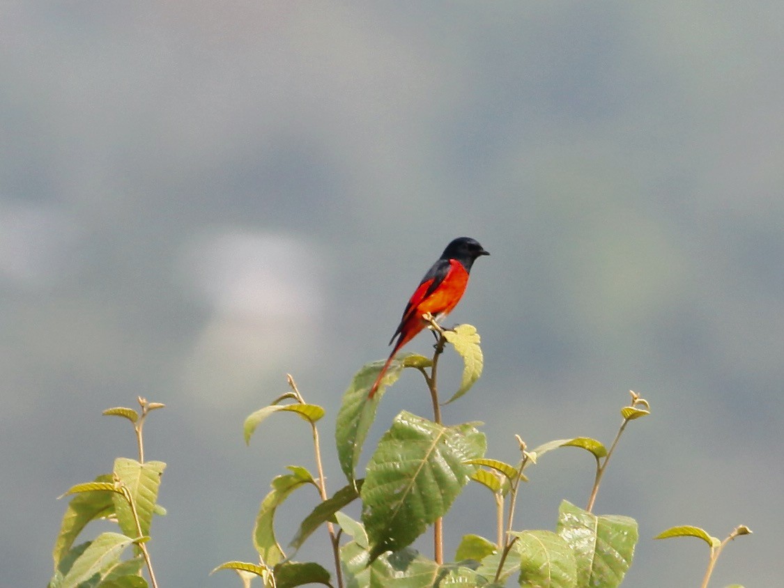 Short-billed Minivet - ML618607754