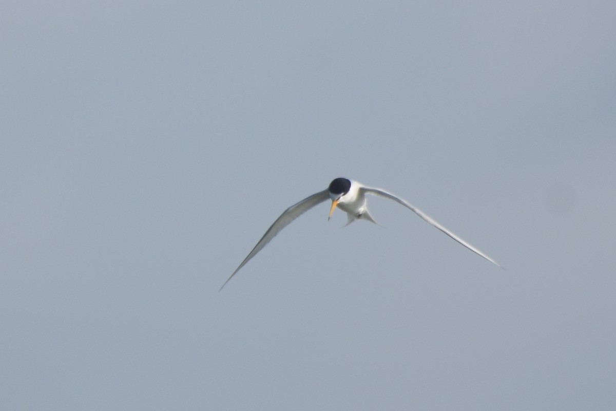 Least Tern - ML618607759