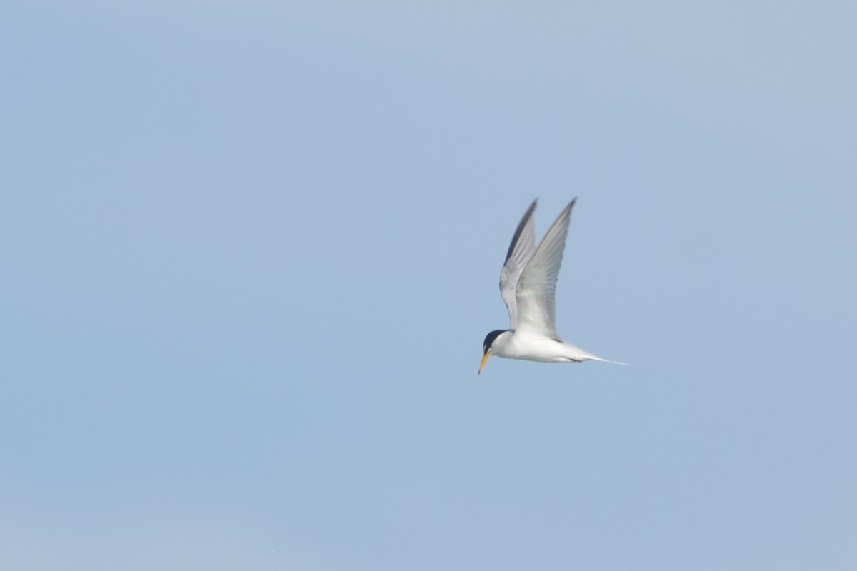 Least Tern - ML618607761