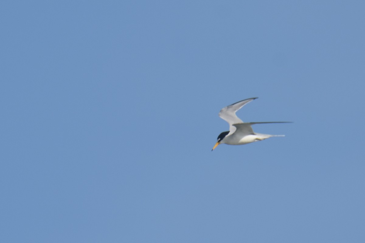 Least Tern - Luke Berg